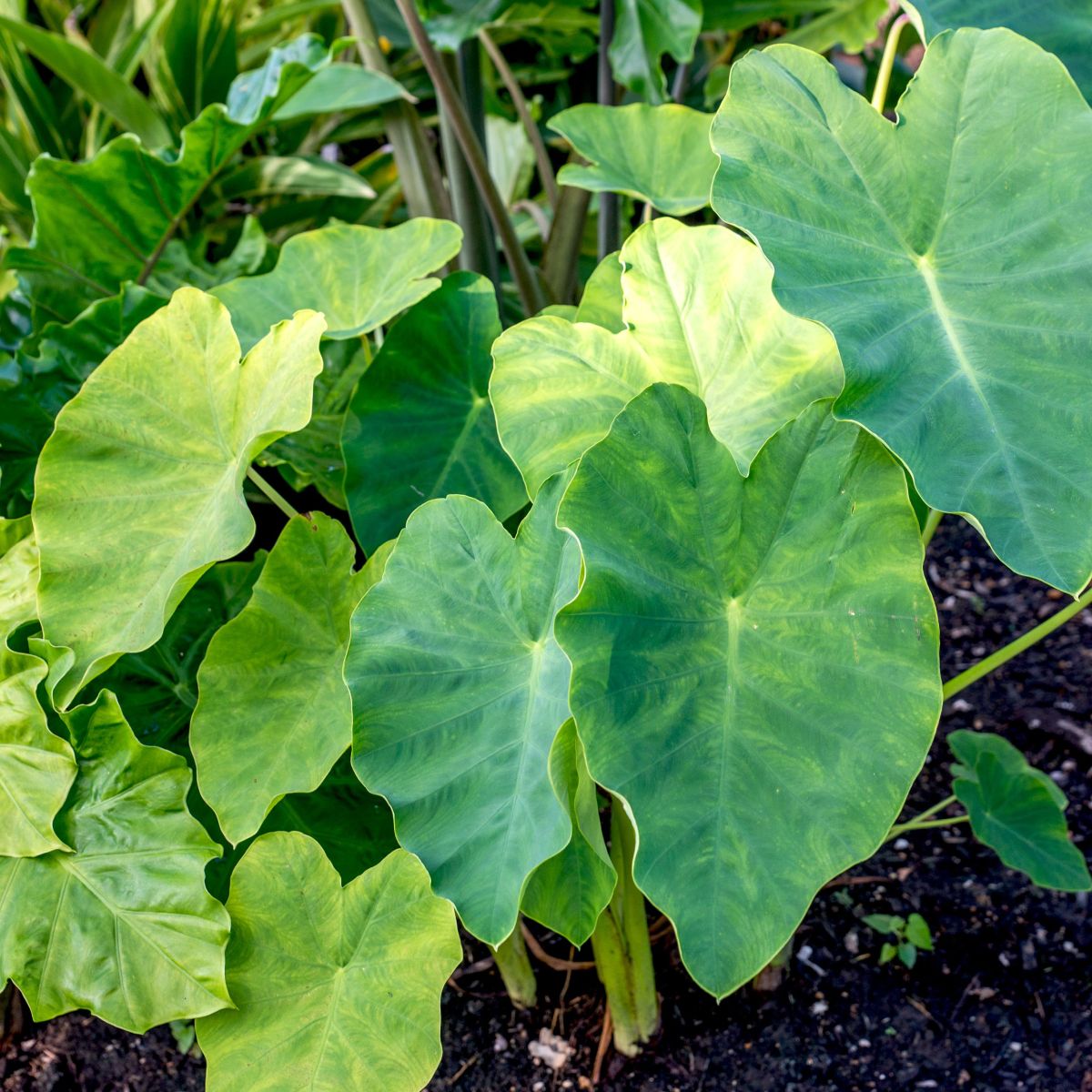 Elephant Ear Philodendron Water Needs