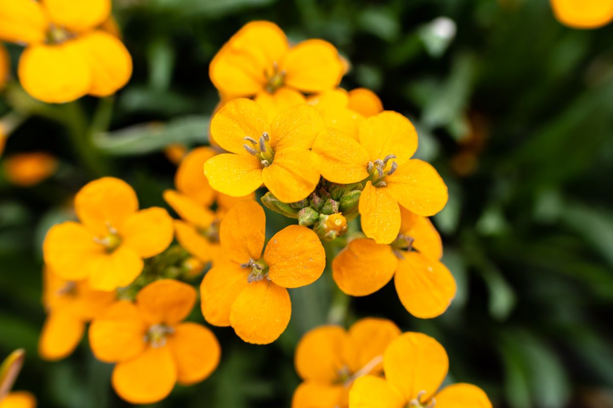 Erysimum cheiranthus