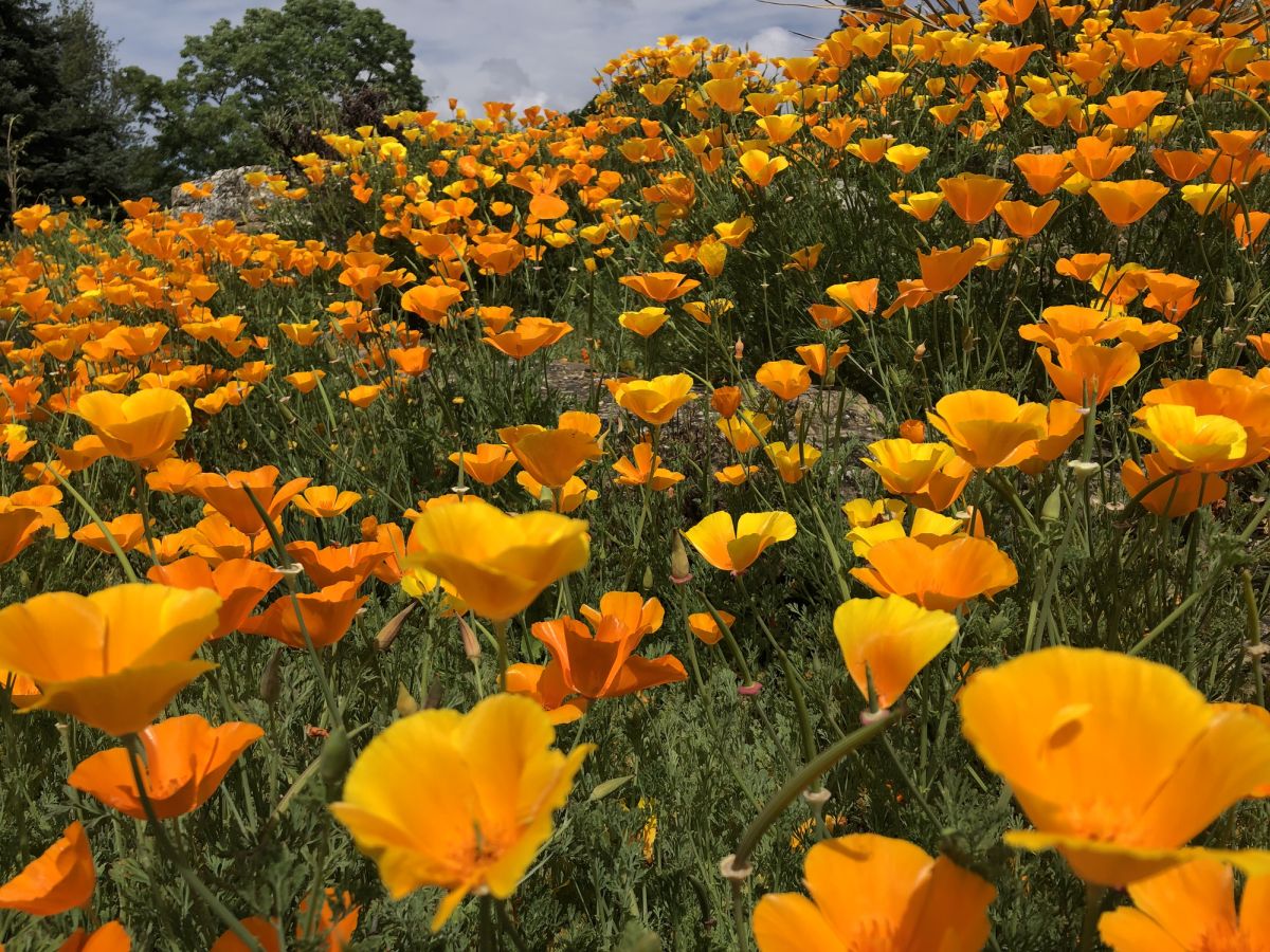 Eschscholzia californica