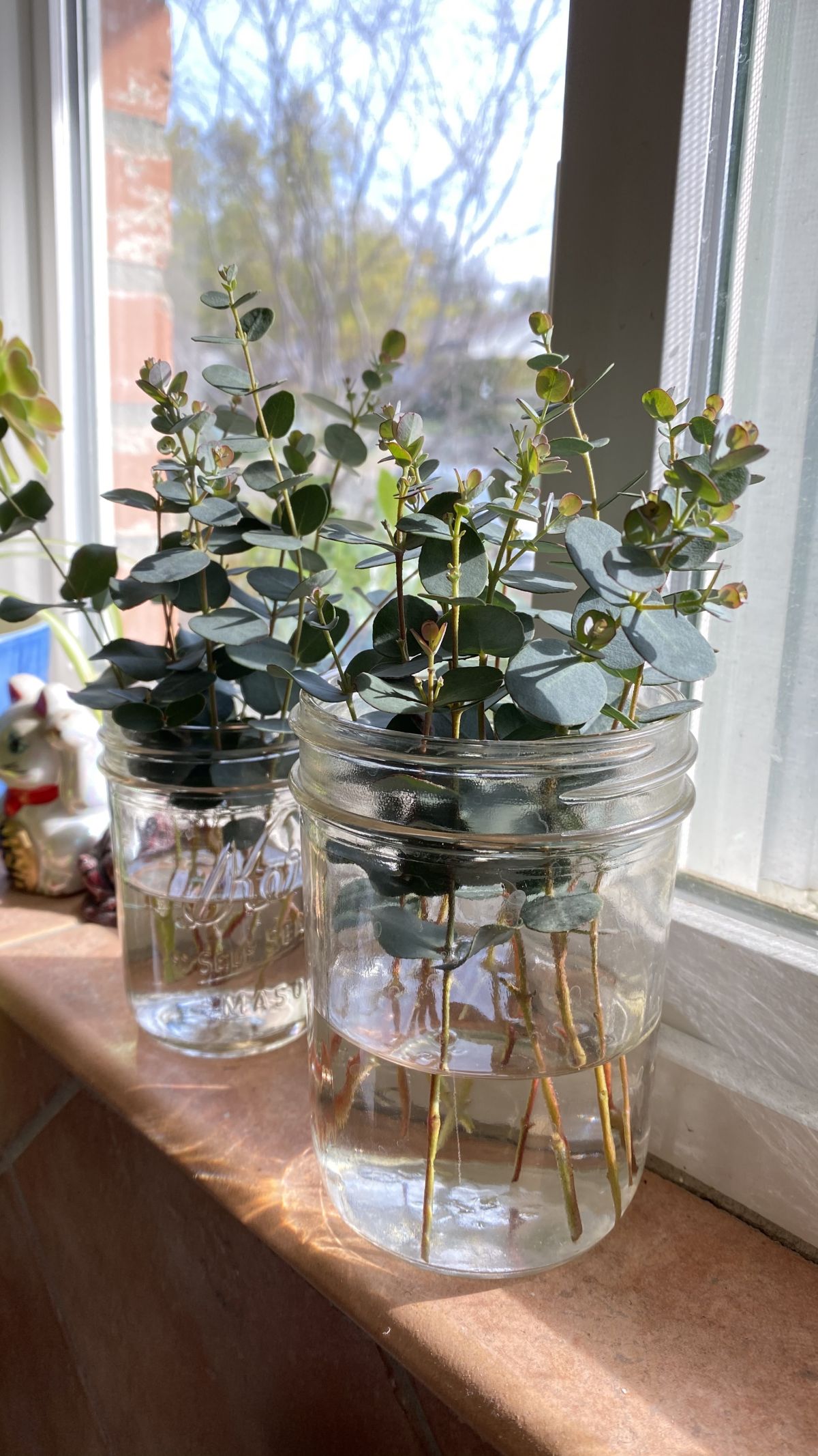 Eucalyptus Propagation and Pruning Requirements 