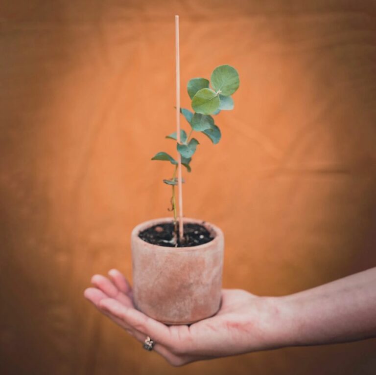 Eucalyptus Plant Care And Growth