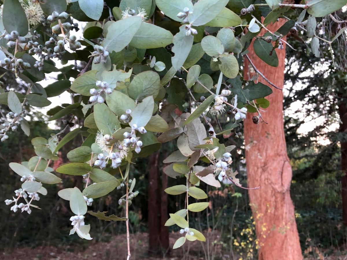 Eucalyptus cinerea