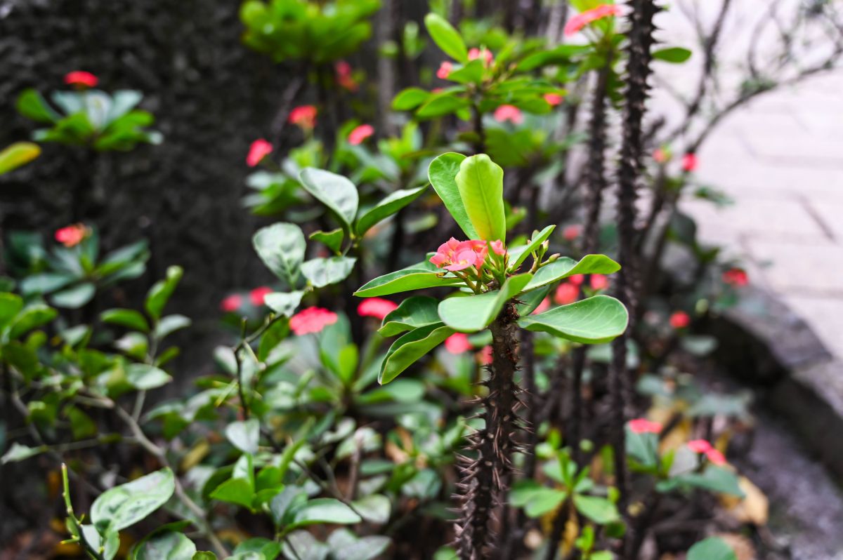 The Crown Of Thorns (Euphorbia milii) Care and Information – Crazy