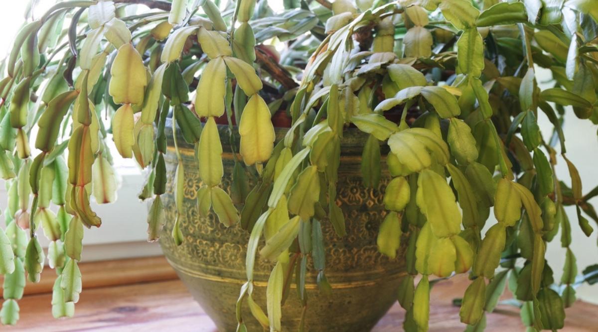 Excess Watering Christmas Cactus  