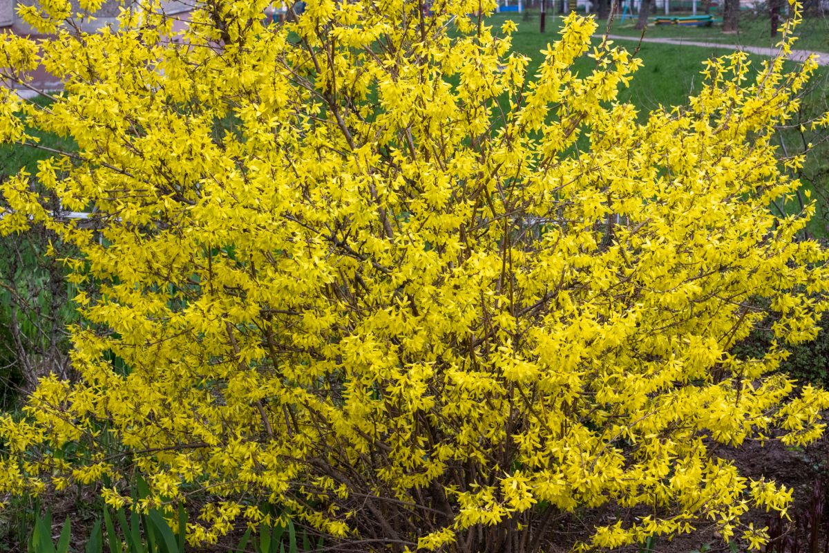 Forsythia viridissima