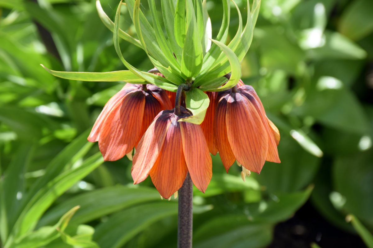 Fritillaria meleagris