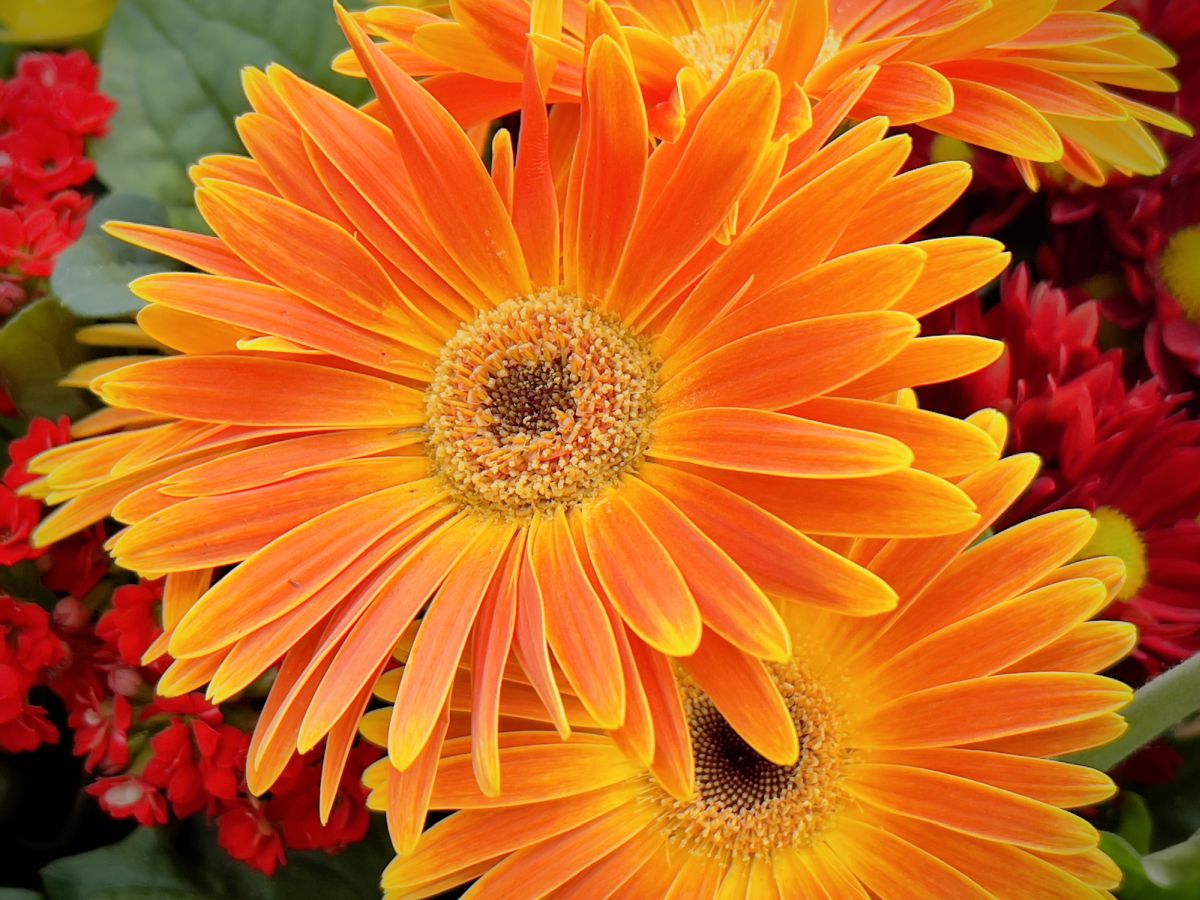 20 Types of Orange Flowers to Decorate Your Yard