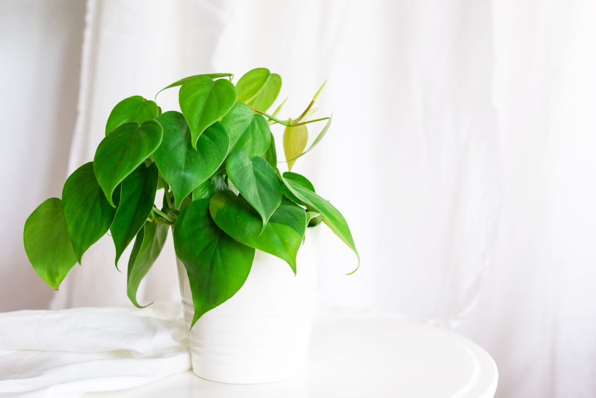 Get Years of Enjoyment from the Philodendron Hederaceum