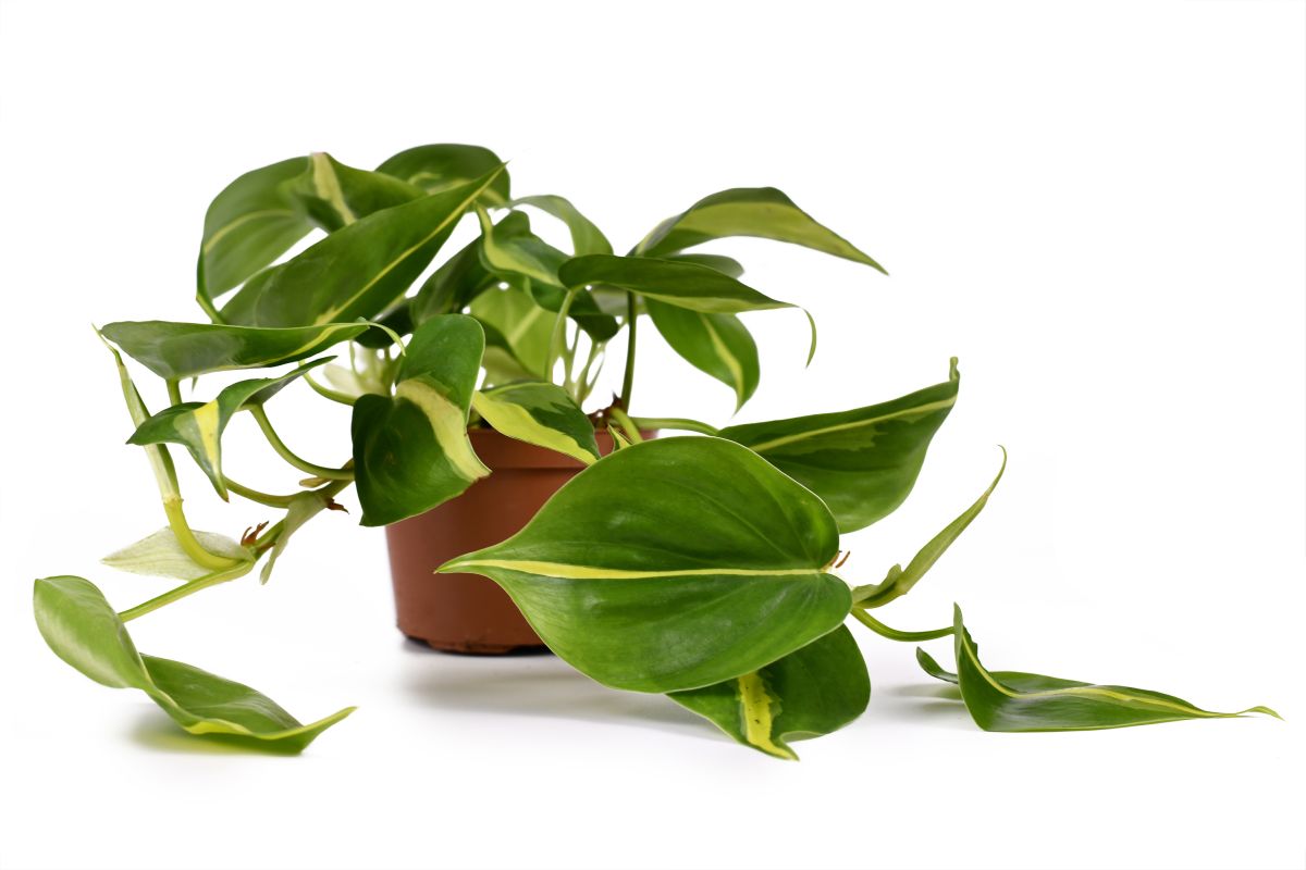 Give Your Houseplant Collection Variety With The Philodendron Brasil