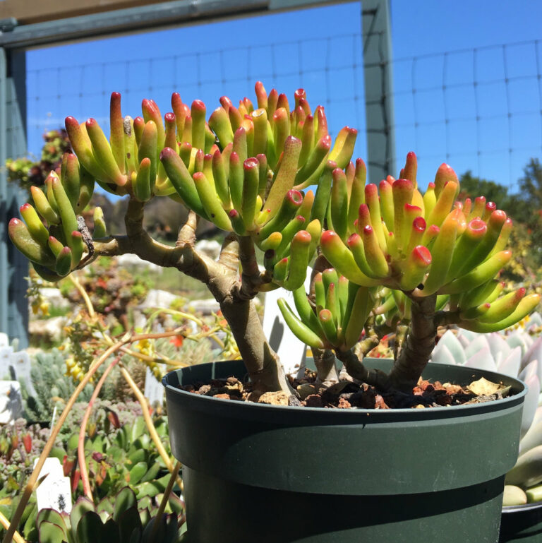 Crassula Ovata Gollum Growth and care guide for the Gollum Jade