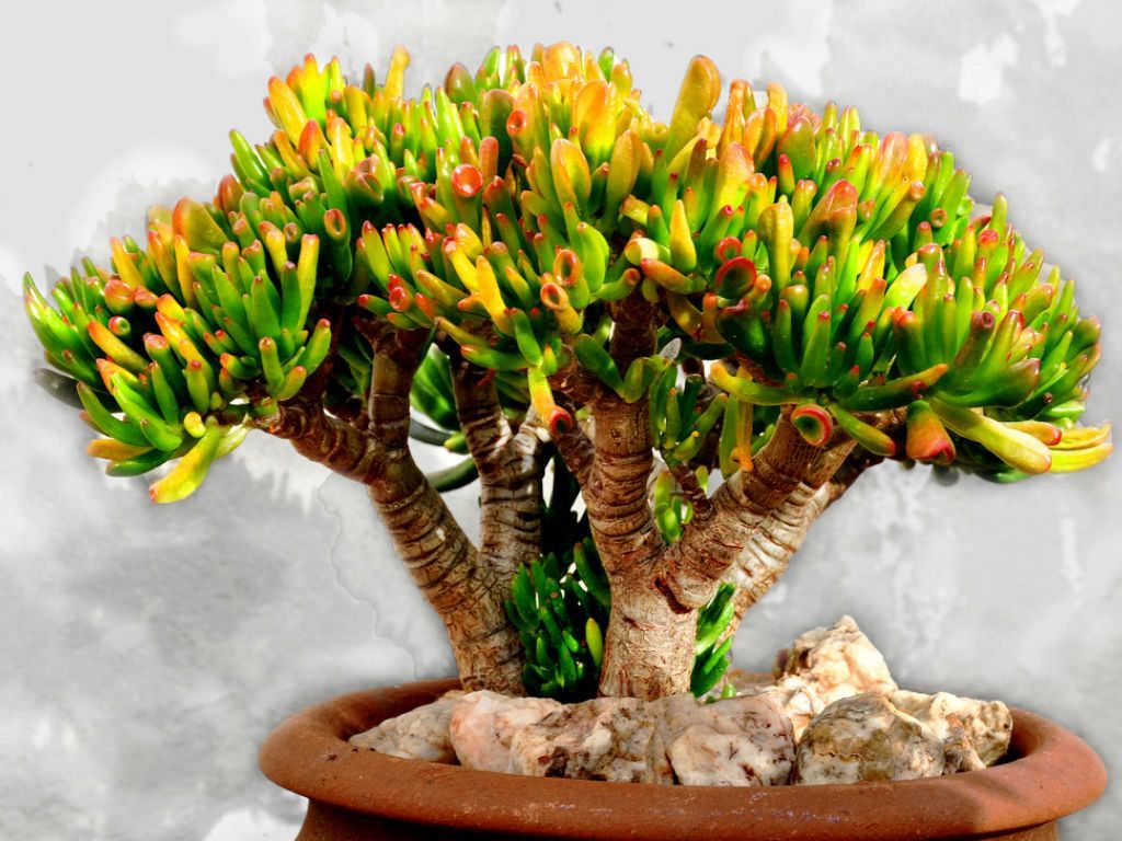 Crassula Ovata Gollum: Growth and care guide for the Gollum