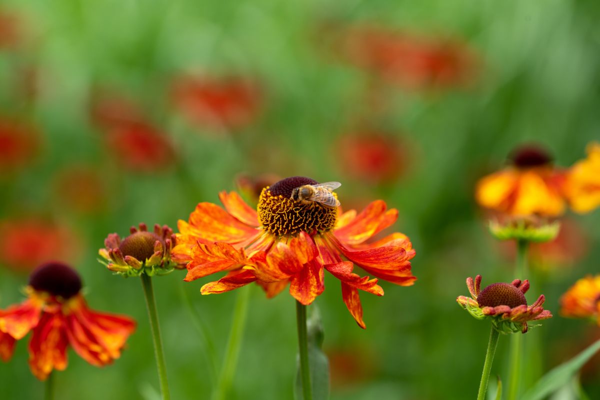 Helenium autumnale