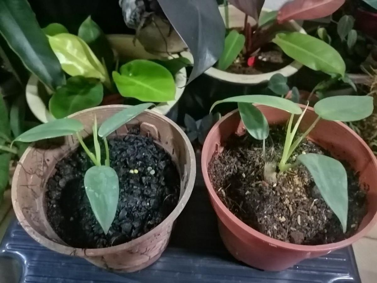 Horsehead Philodendron Propagation