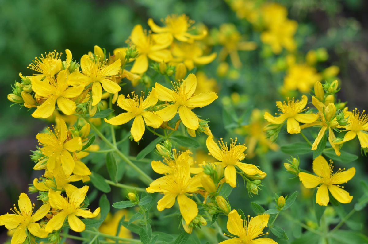 Hypericum perforatum