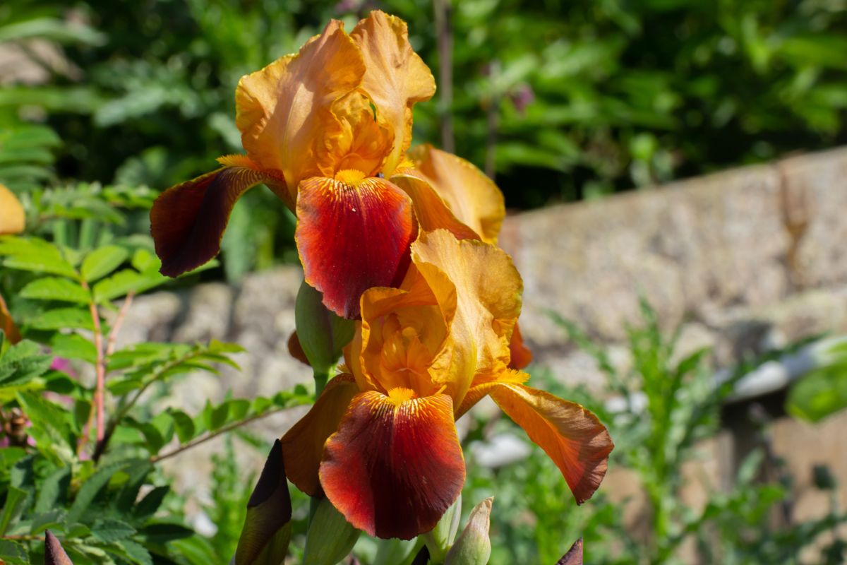 Iris germanica