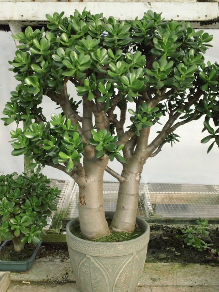 Jade Plant Care Outdoors