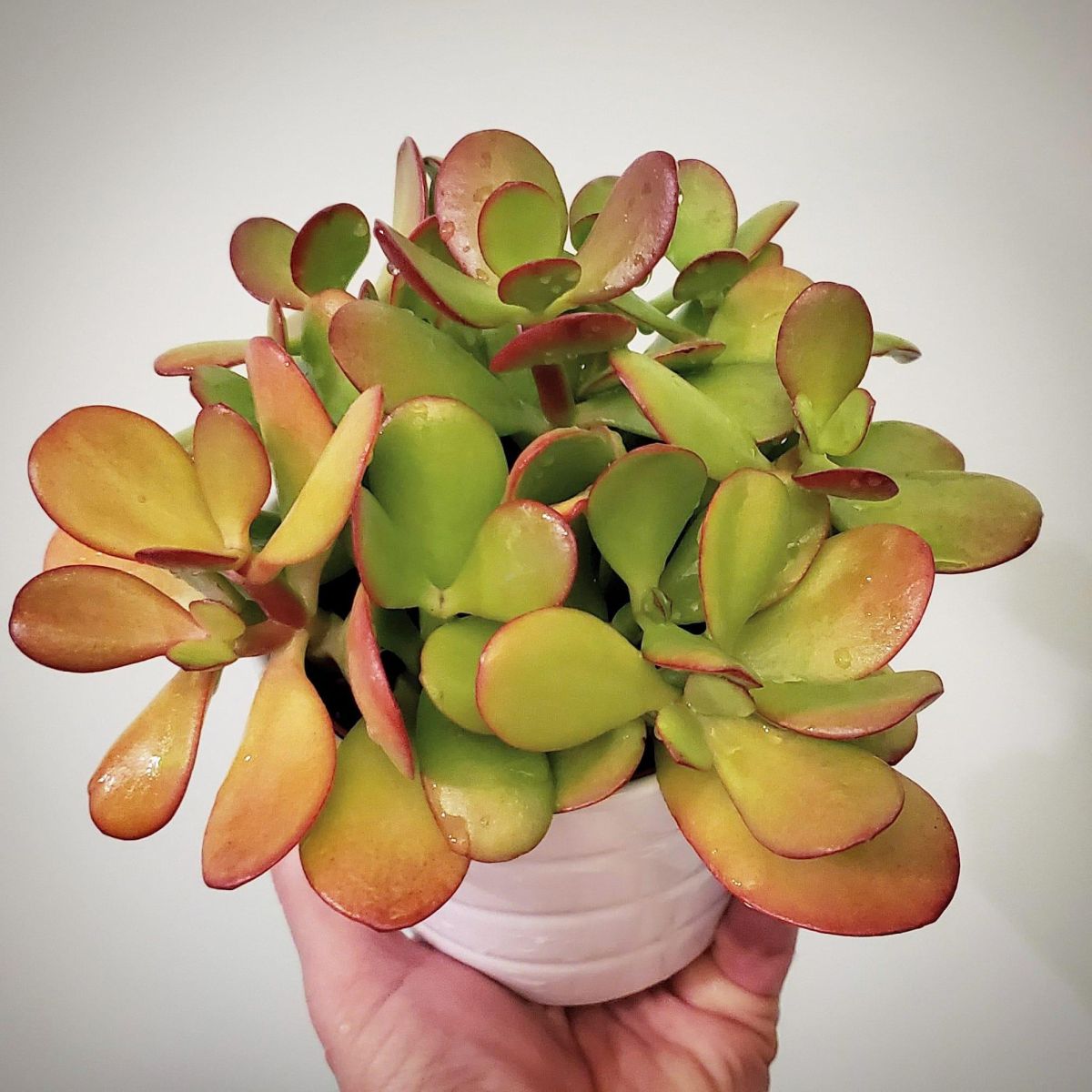 Jade Plant Pests