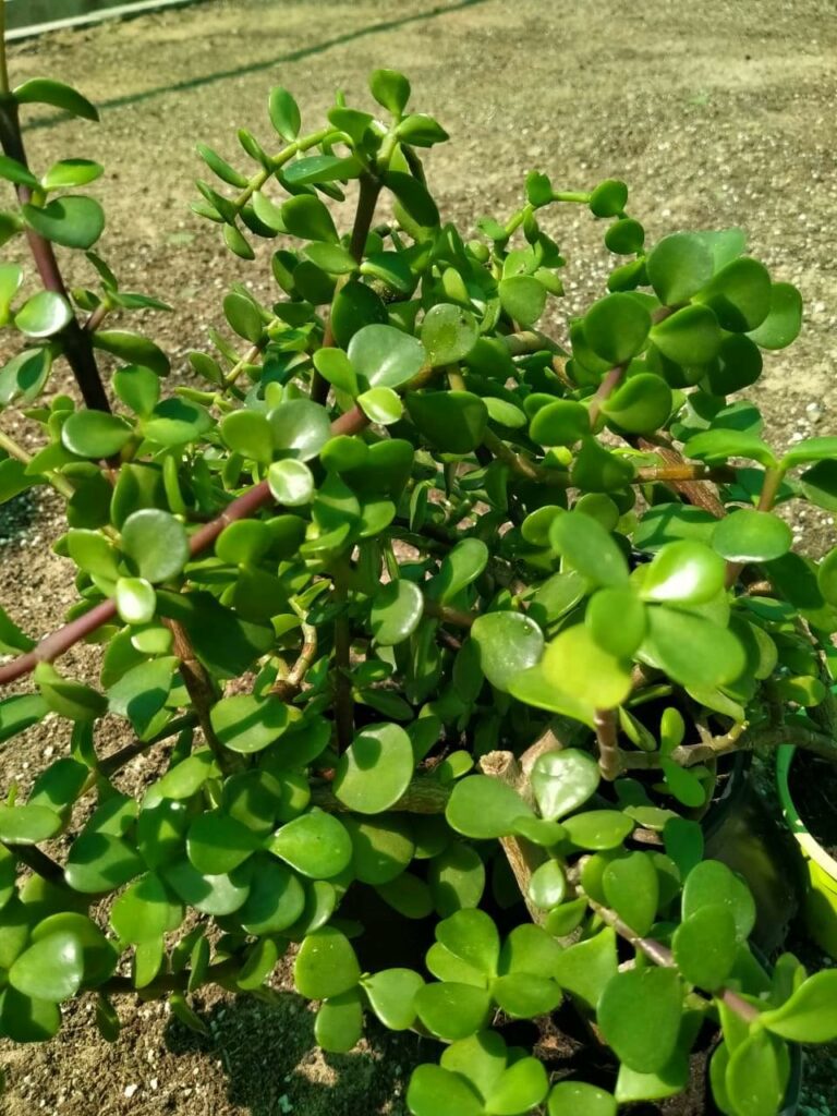Outdoor Jade Plant Care