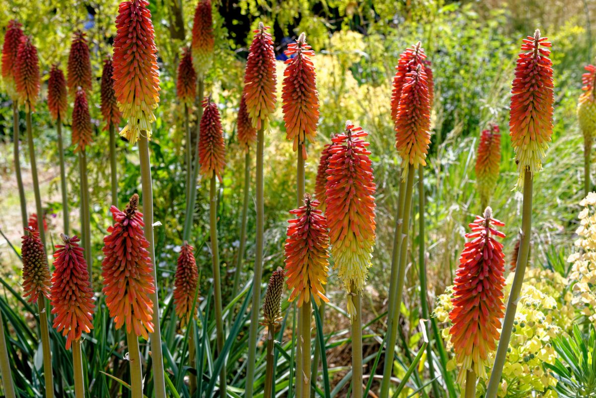 Kniphofia uvaria