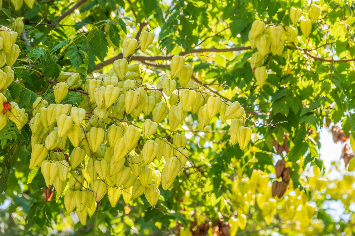 Koelreuteria paniculata