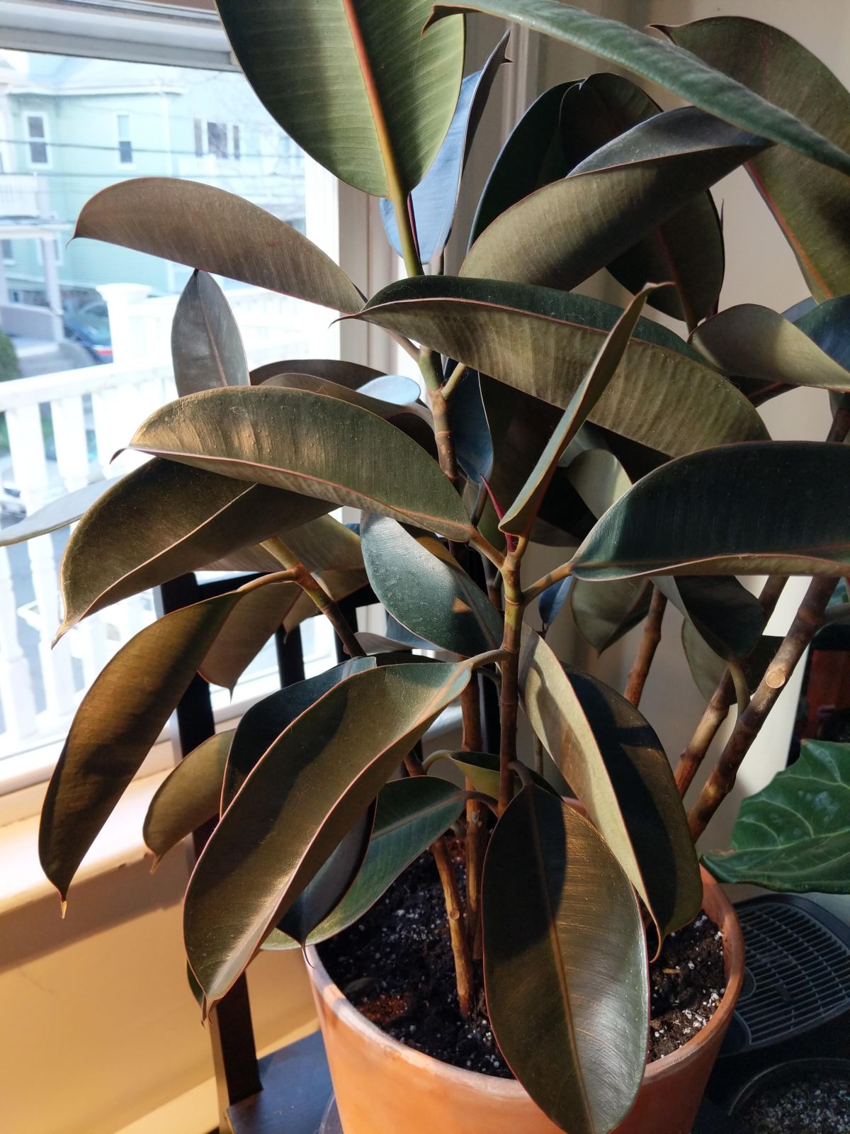 Leaves curling on rubber plant