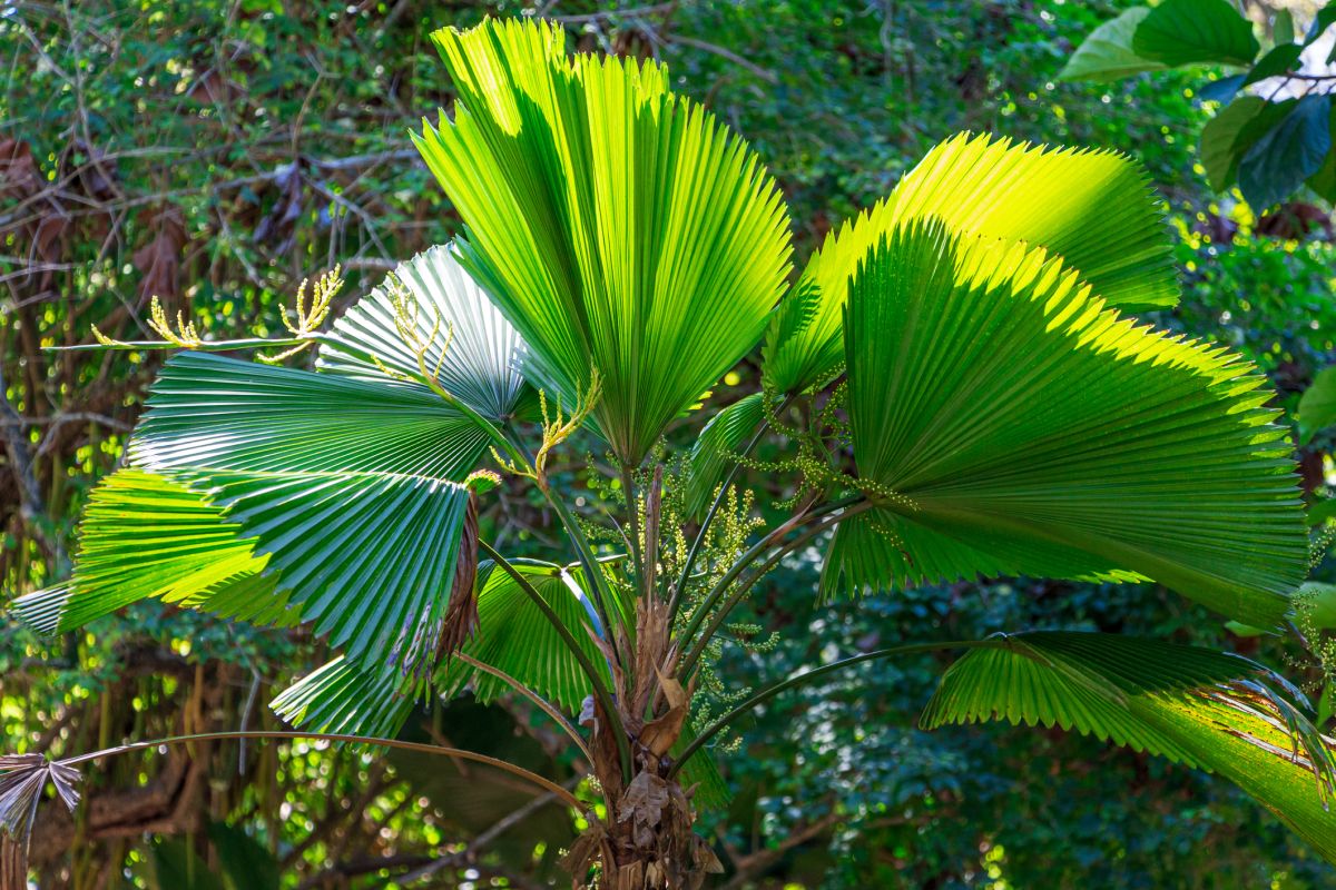 Licuala Grandis: Tips on How To Grow Your Own Ruffled Fan Palm