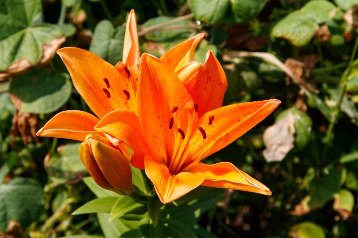 Lilium orientalis