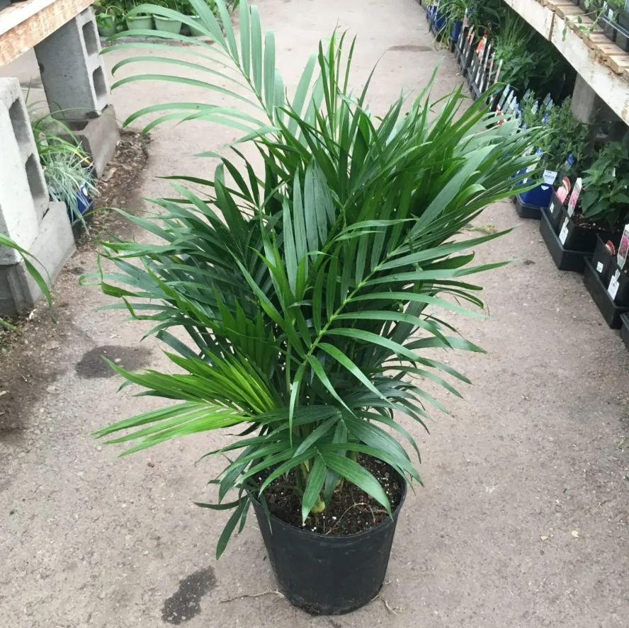 Majesty Palm Watering Requirement