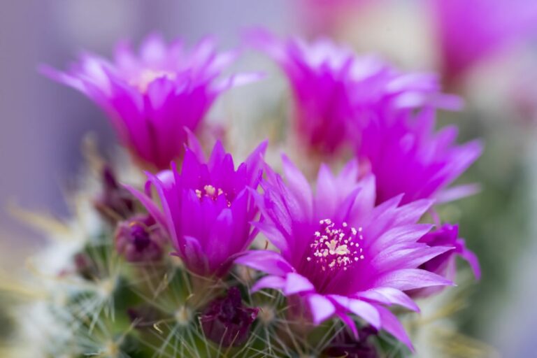 Mammillaria Zeilmanniana The Rose Pincushion Cactus