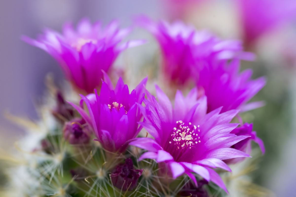 Mammillaria Zeilmanniana