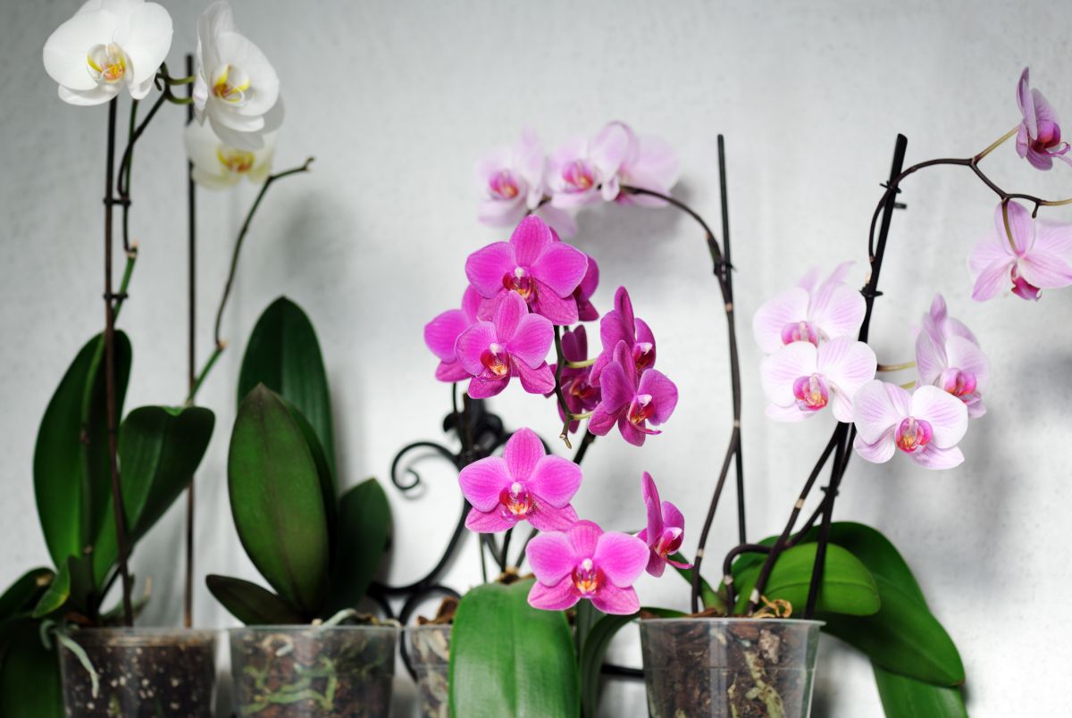 Orchid Care After Blooming