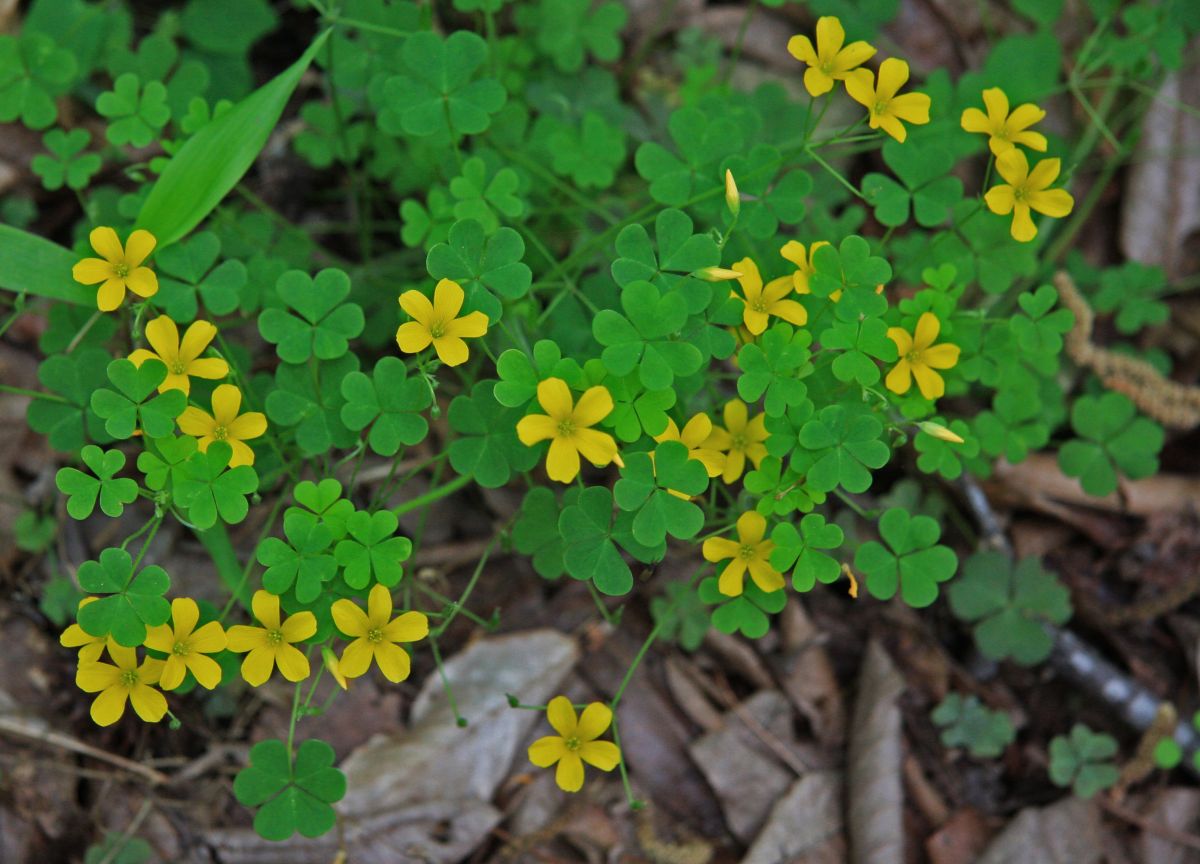 Oxalis stricta