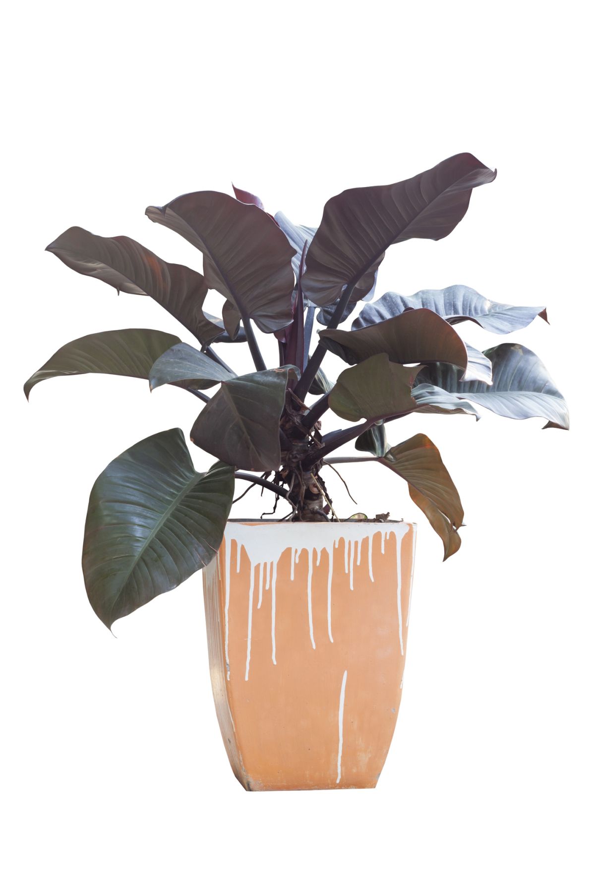 Philodendron Black Cardinal