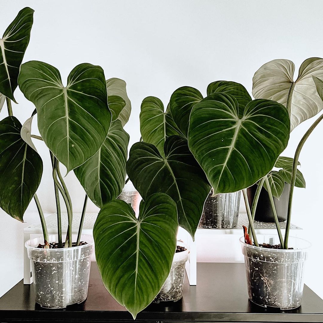 Philodendron Gloriosum Humidity and Temperature Requirement  