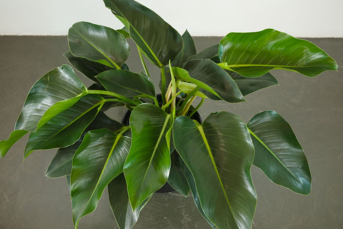 Philodendron Green Congo