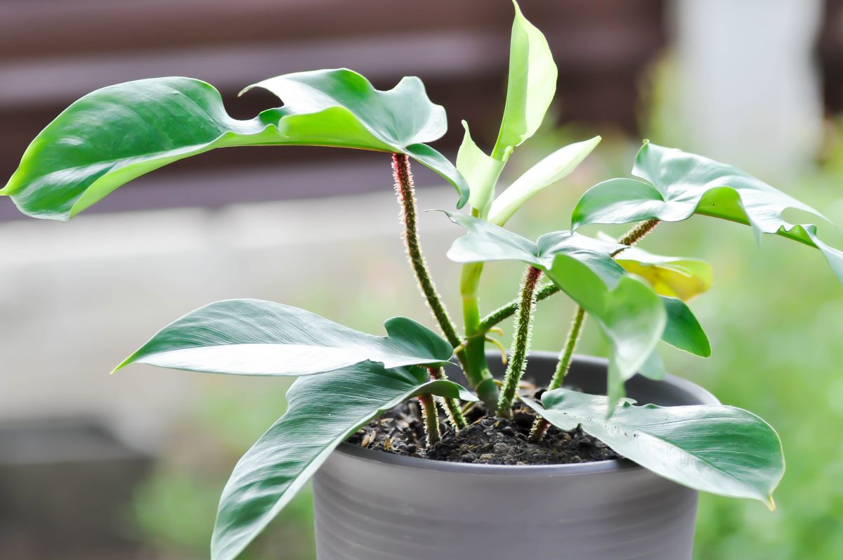 Philodendron Pedatum: The Perfect Plant for Lush Foliage