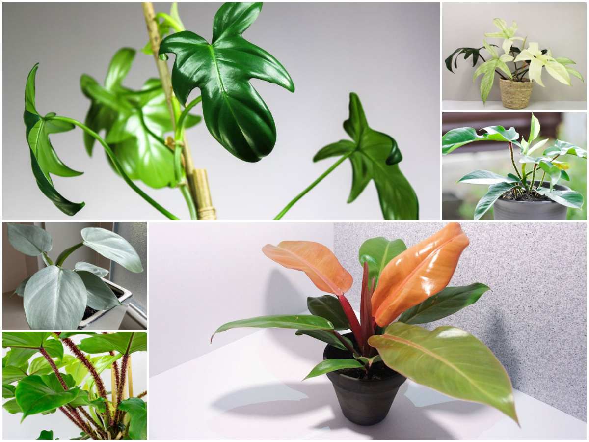 beautiful philodendron types you will love
