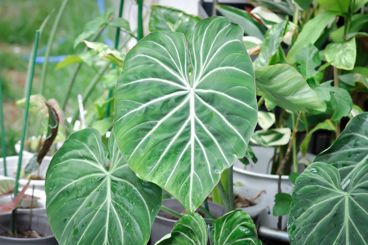 Big Leaf Plants 10 Best Indoor Plants With Large Leaves