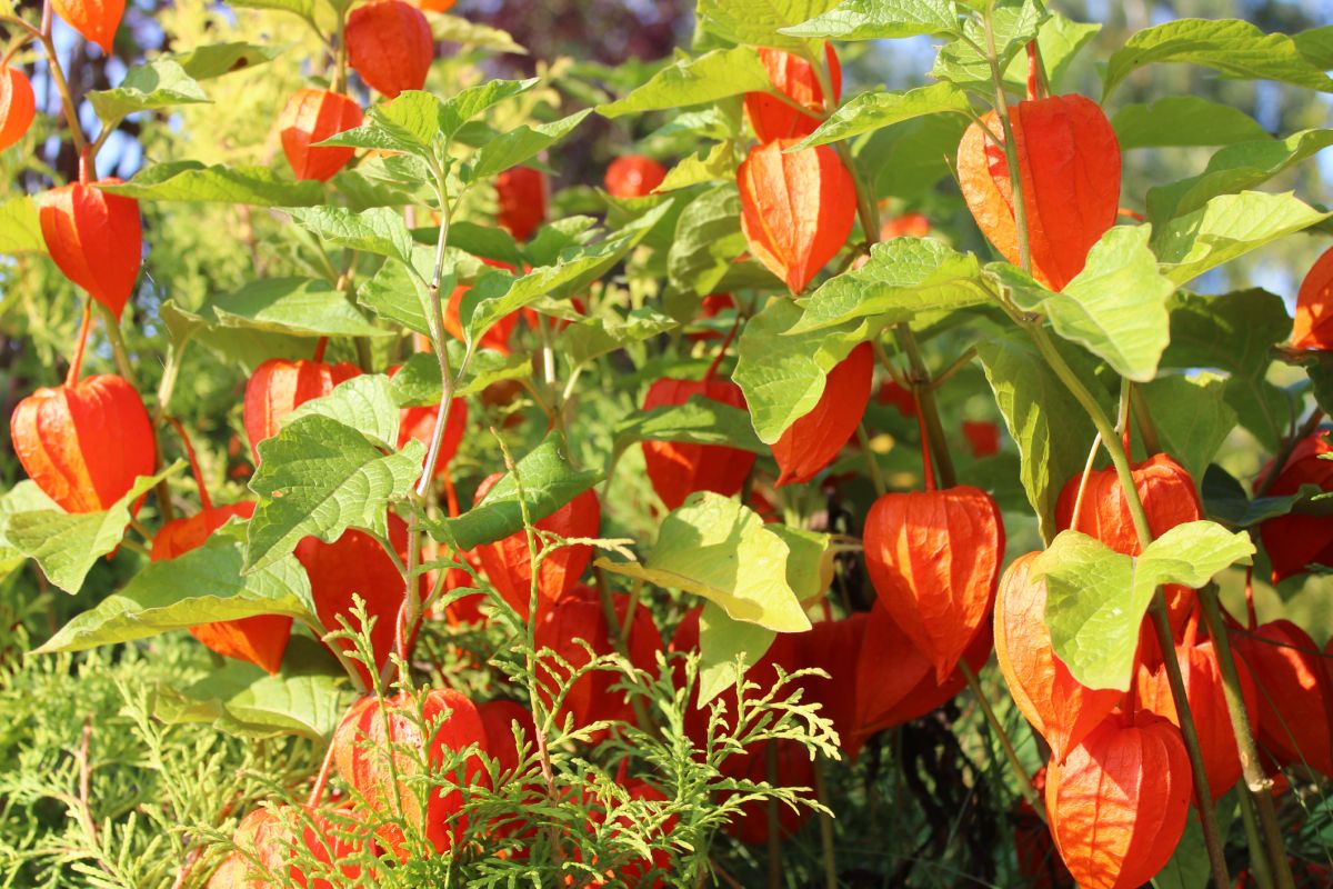 Physalis alkekengi