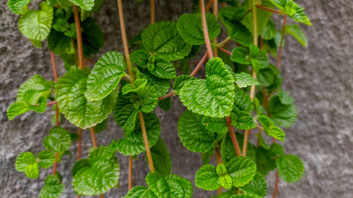 Pilea nummulariifolia