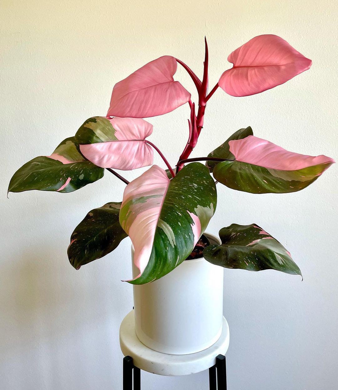 Pink Princess Philodendron 