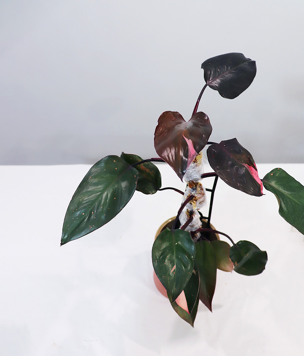 Pink Princess Philodendron Propagation