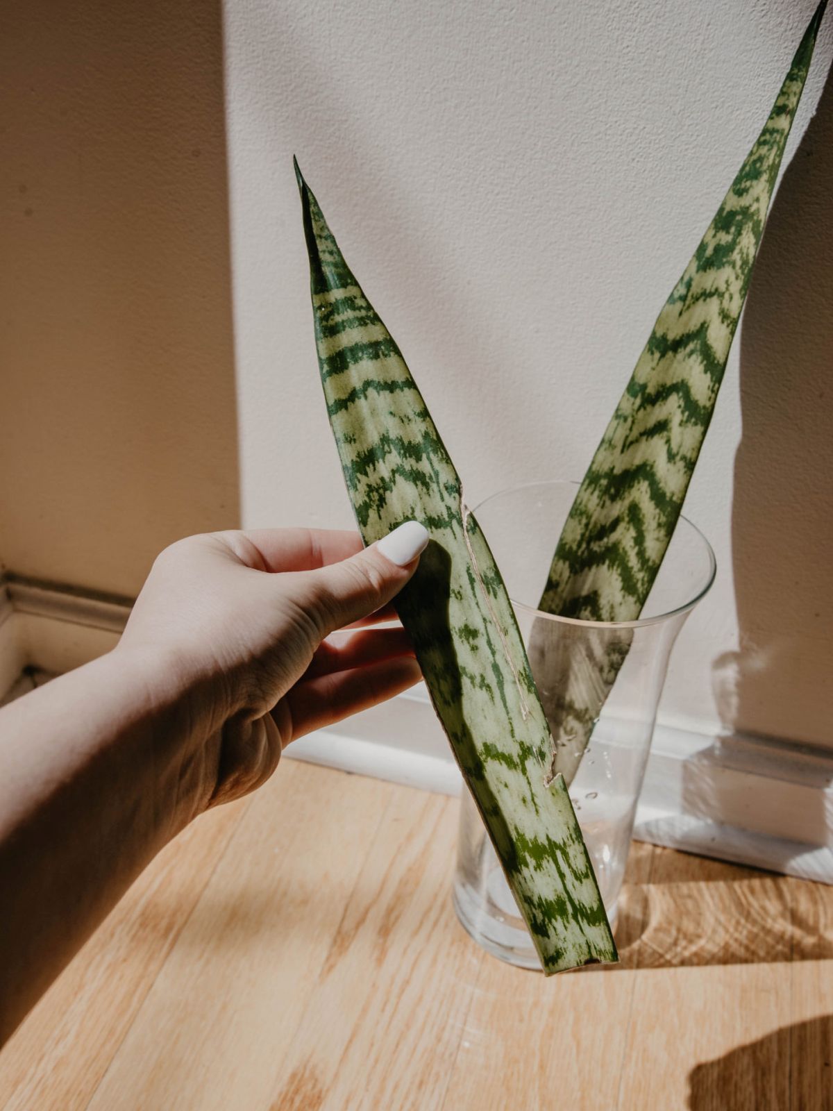 Place the Snake plant Cuttings in Water