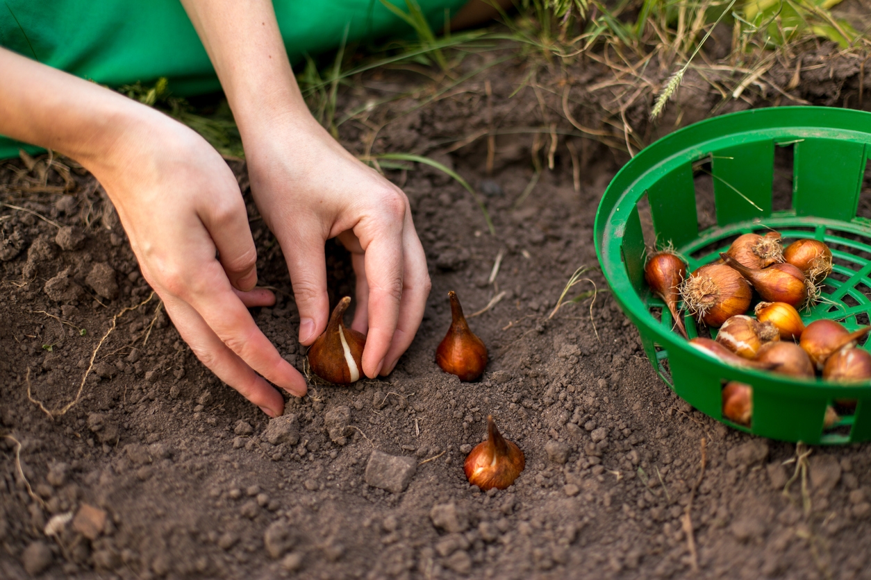 bulbs to plant in fall