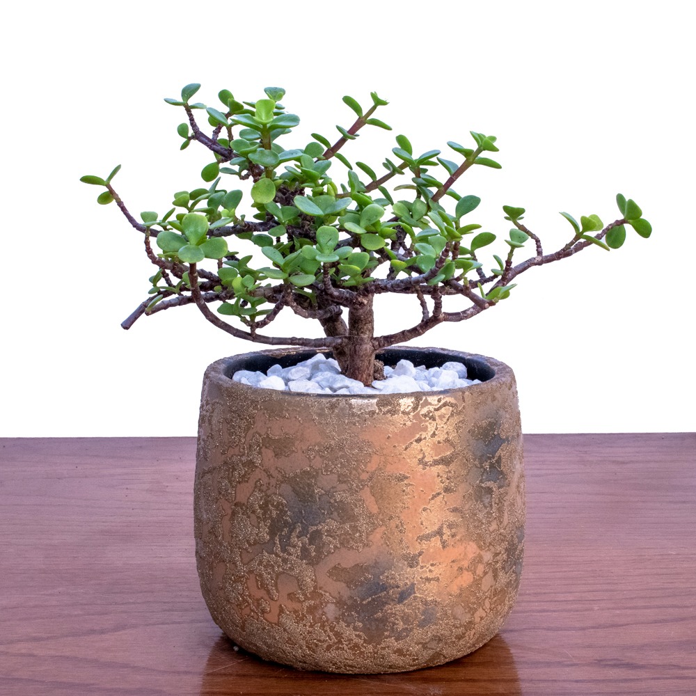 portulacaria afra