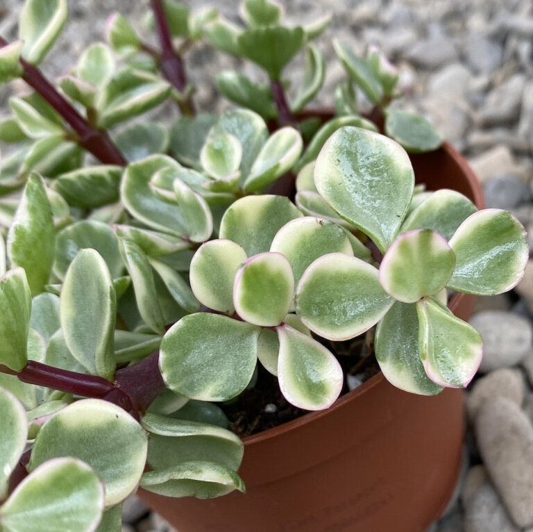 Elephant Bush: Grow and Care Of Portulacaria Afra