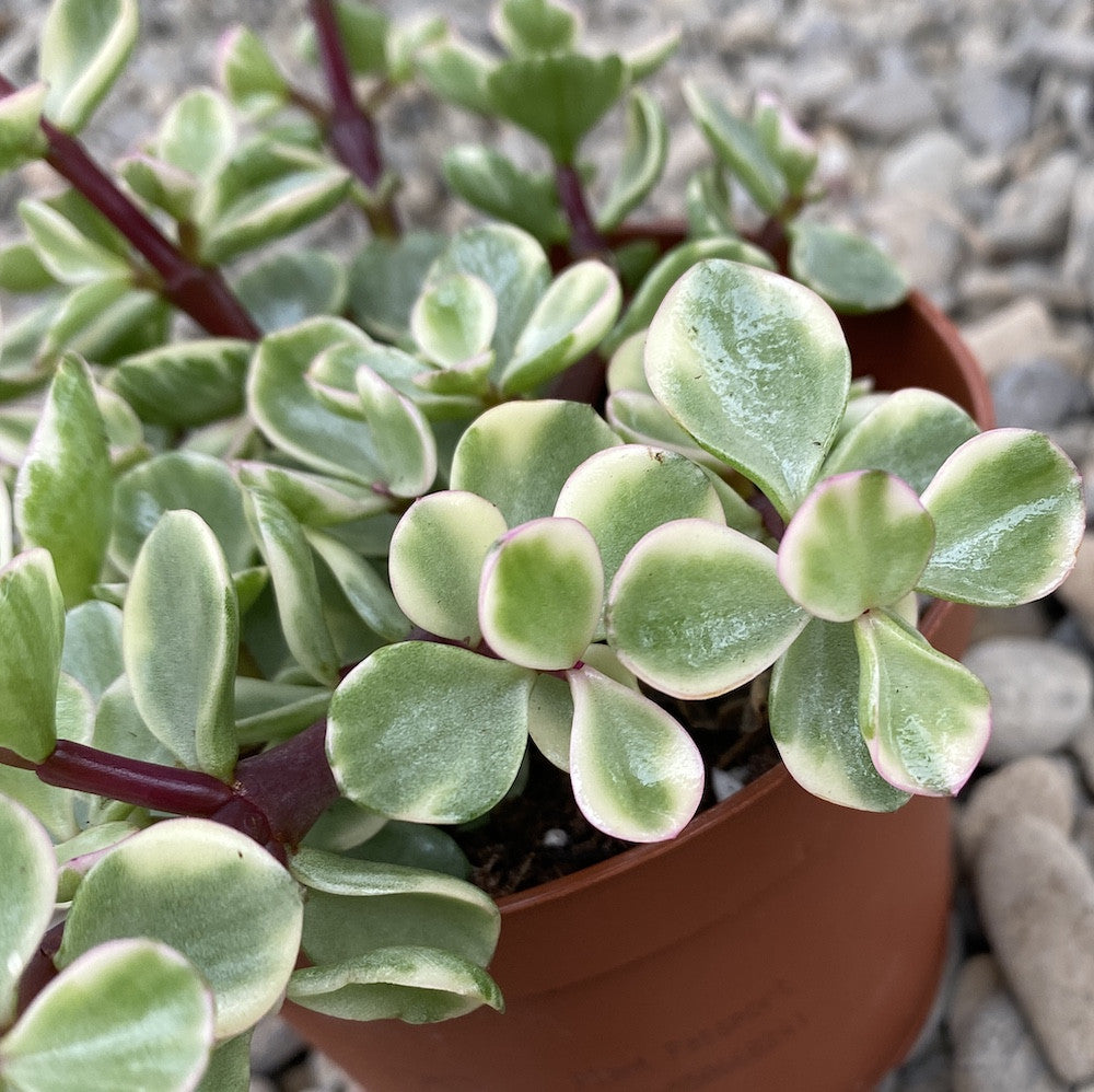 Portulacaria Afra Temperature and Humidity Requirement