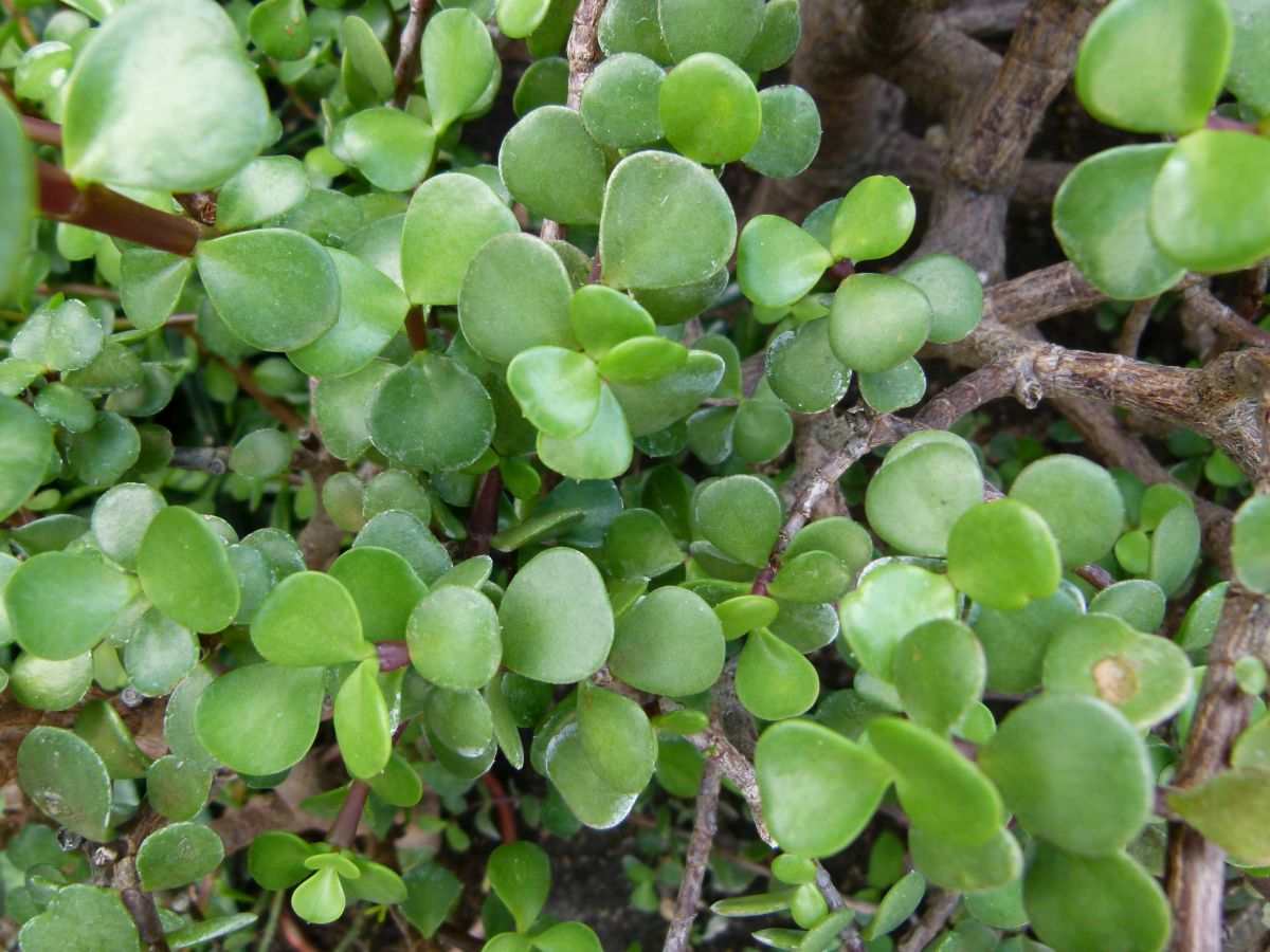 Portulacaria afra 