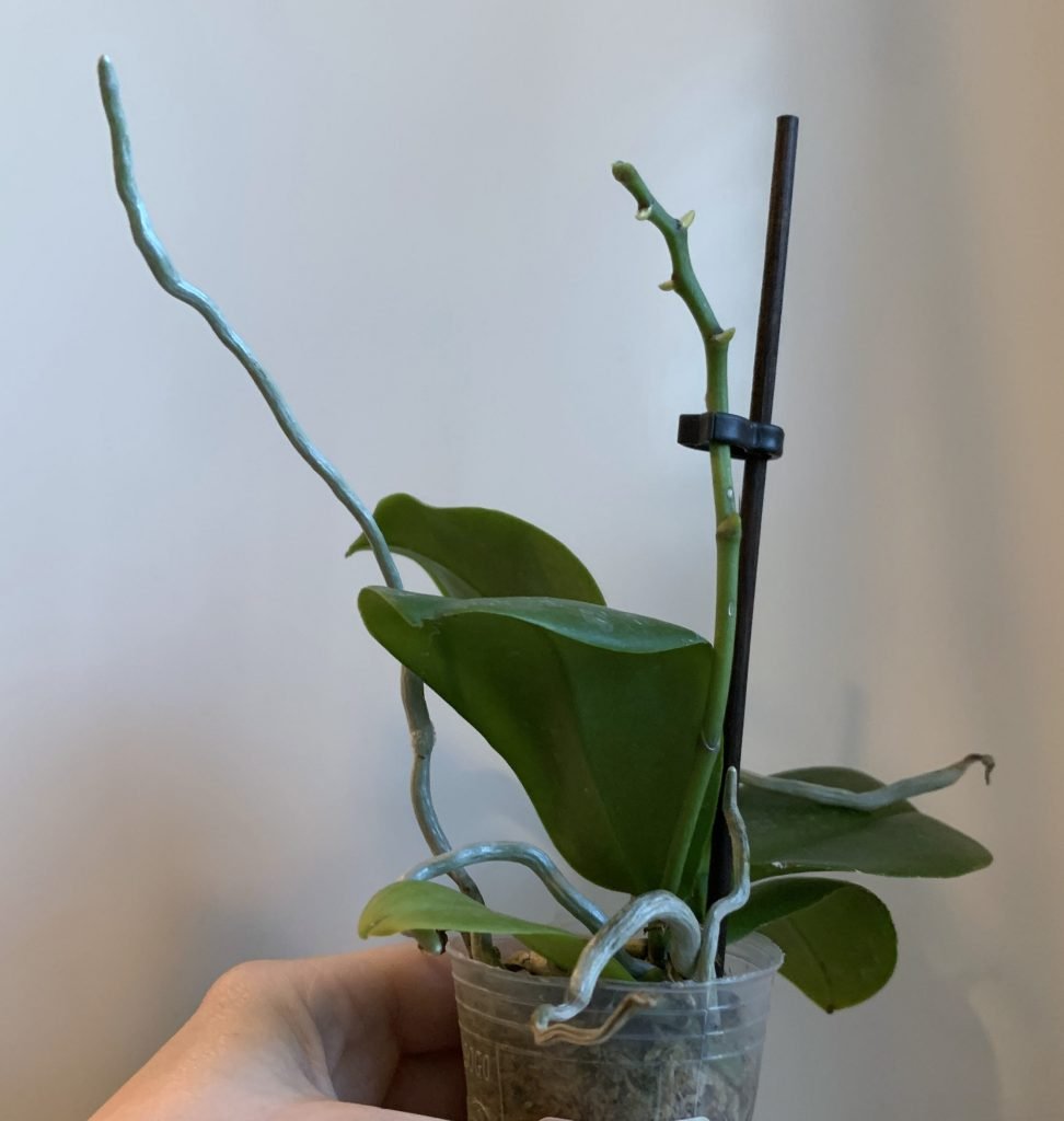 Post orchid care after flowering