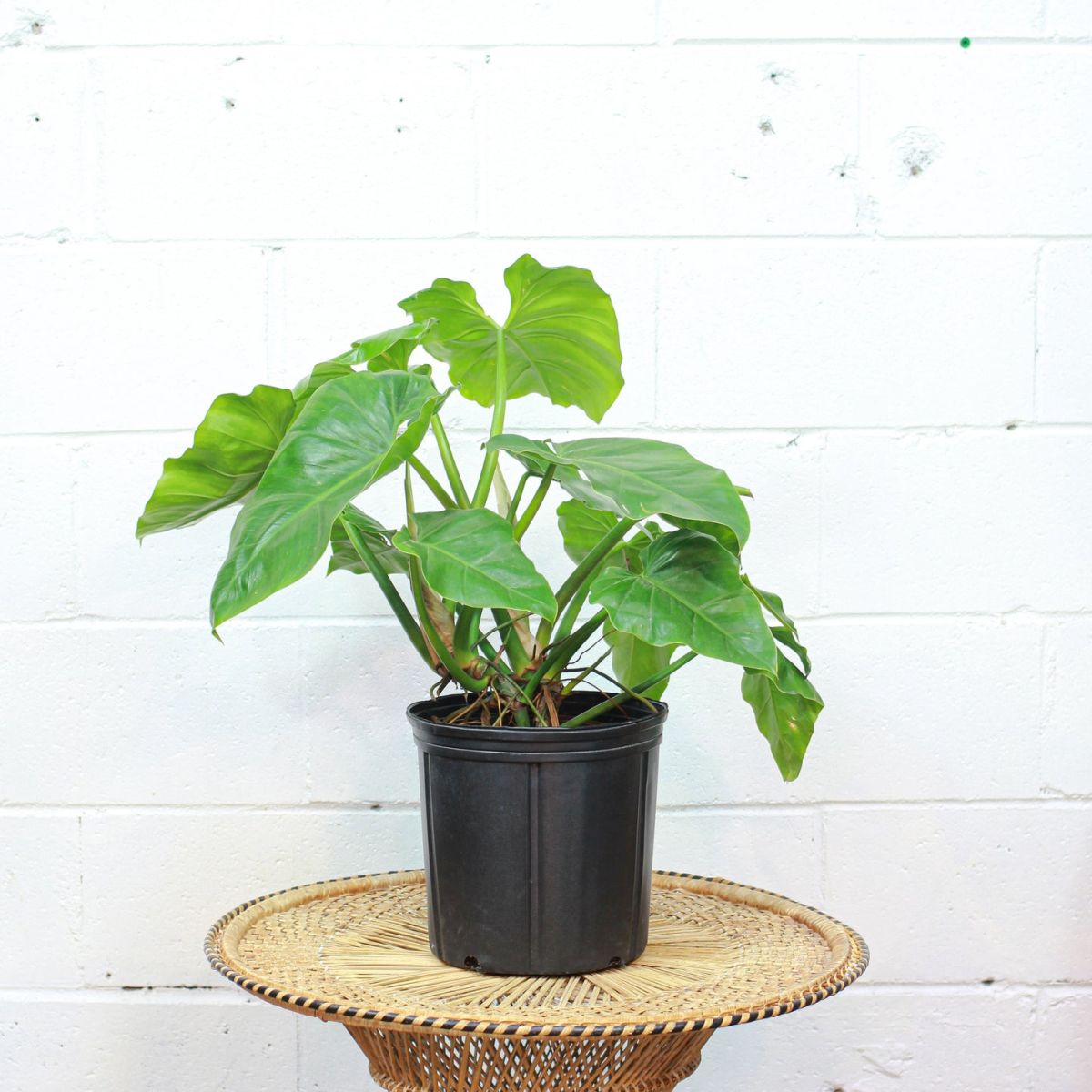 Propagate the Elephant Ear Plant